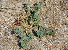 Euphorbia-peplis_растение